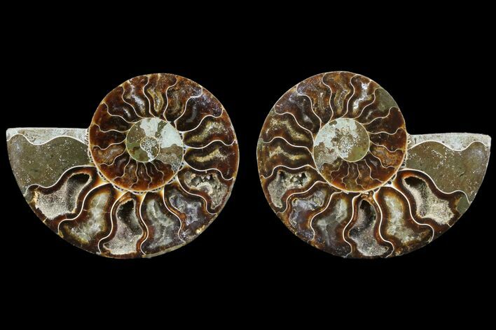 Cut & Polished Ammonite Fossil - Agatized #78362